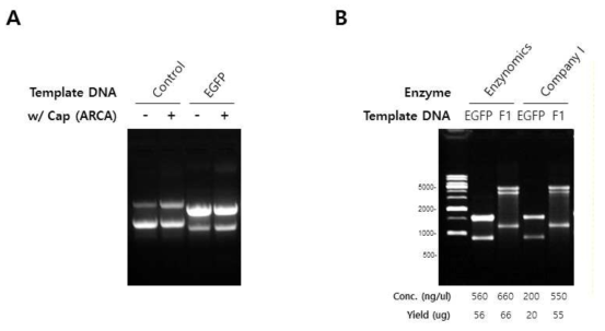 5’ Capping 실험 결과. (A) ARCA 유무에 따른 RNA 합성 수율 비교 (B) 외산 제품 비교 테스트