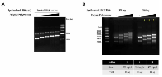 Poly A tailing 반응. Control RNA (A) 및 EGFP RNA를 대상으로 한 Poly A polymerase titration assay (B)