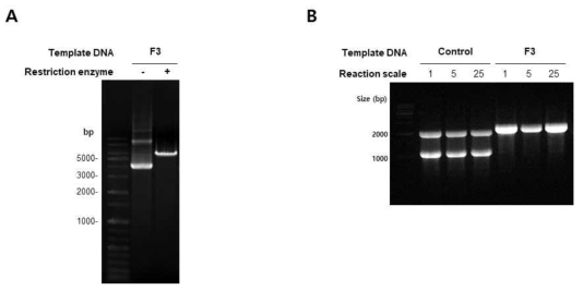 RNA 생산량 증대 실험 (A) 대량 DNA templeate linearization (B) 단계별 scale up 합성 실험 결과