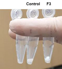 침전된 synthesized RNA 의 사진