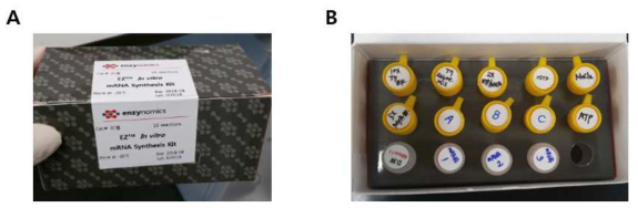 In vitro mRNA synthesis kit 시제품 제작 및 고객사 제공