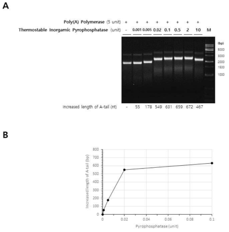 Polyadenlyation 효율 향상 실험 결과