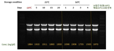 In vitro RNA synthesis kit 안정성 평가