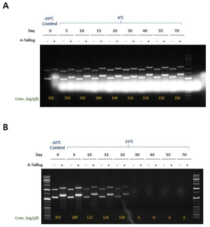 Poly A tailing kit 안정성 평가