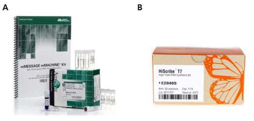 글로벌 기업의 In vitro mRNA synthesis kit (A) Invitrogen 사 (B) NEB 사