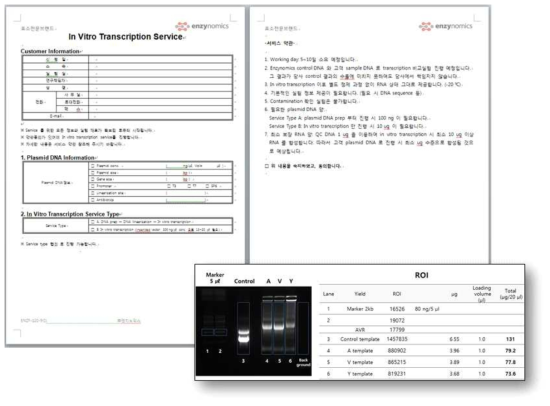 당사에서 진행중인 In vitro Transcription Service