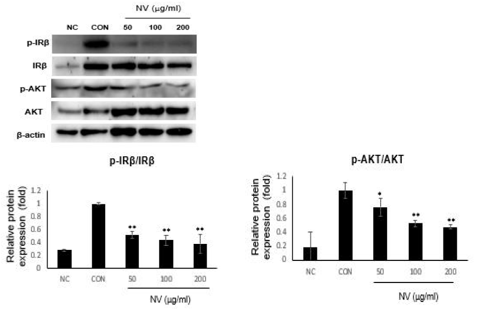 말벌집(노봉방) 급여에 따른 Insulin Receptor 및 Akt 활성 차이