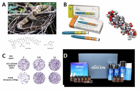 독성 생물의 대사산물을 활용한 고부가가치 활용 사례. A: 독사 독 펩타이드 teprotide로부터 개발한 고혈압치료제 captropil, B: 도마뱀 타액 독 펩타이드에서 유래한 당뇨 치료제 exenatide, C: 거미독 하이브리드 단백질 활용 피부 주름 개선 및 피부 탄력 유지용 신소재, D: 왕지네 펩타이드 scolopendrasin I 을 활용한 아토피 개선 기능성 화장품