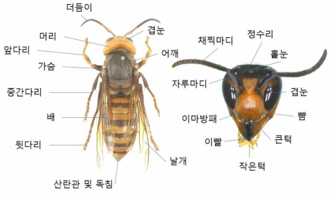 말벌의 외부 형태