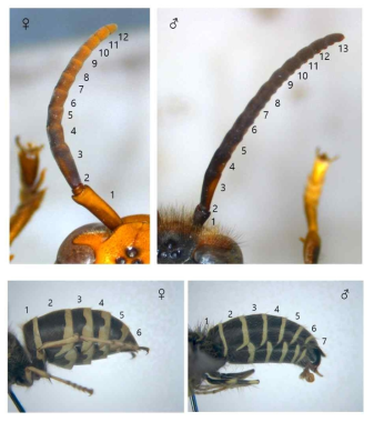 말벌의 암컷과 수컷 구분 (더듬이와 복부차이)
