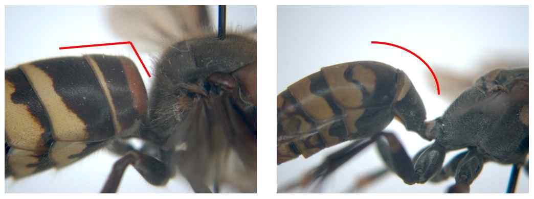 말벌아과와 쌍살벌아과의 복부 차이