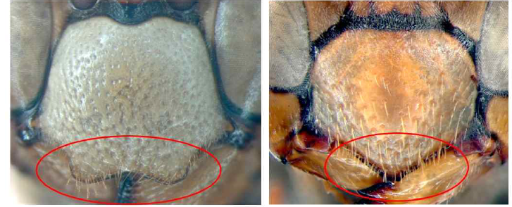 말벌아과와 쌍살벌아과의 이마방패 차이