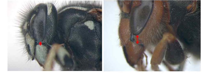 땅벌속과 중땅벌속의 뺨 길이 차이