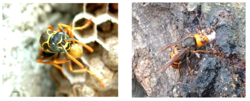 말벌의 먹이원 (좌: 유충을 위한 단백질원의 고깃덩어리, 우: 성충이 먹이원인 나무 수액)