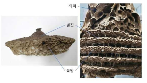 말벌 벌집(좌: 쌍살벌류 벌집, 우: 말벌류 벌집) ※ 각 종별 특성은 부록 9 참조