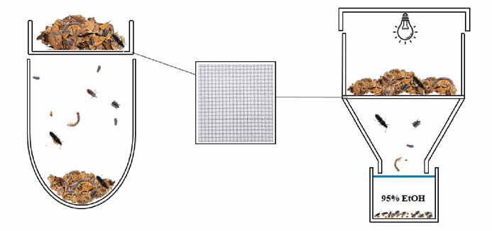 체털어잡기 및 Berlese funnel 내부