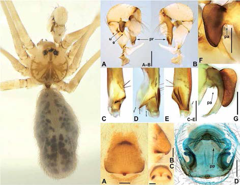 Pholcus chilgapsanensis