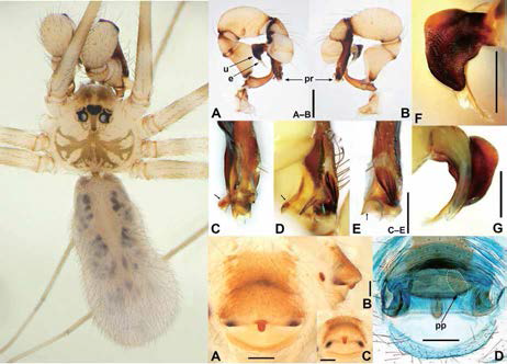 Pholcus suraksanensis