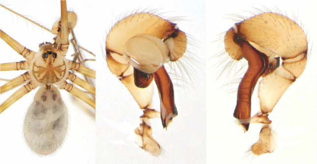 Pholcus n. sp. 3