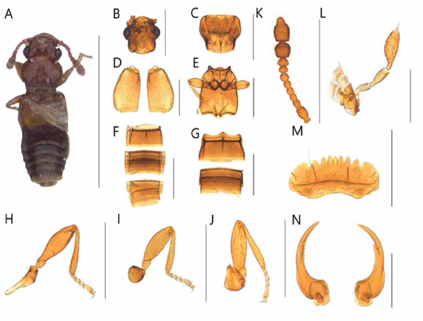 Edaphus n. sp. 2