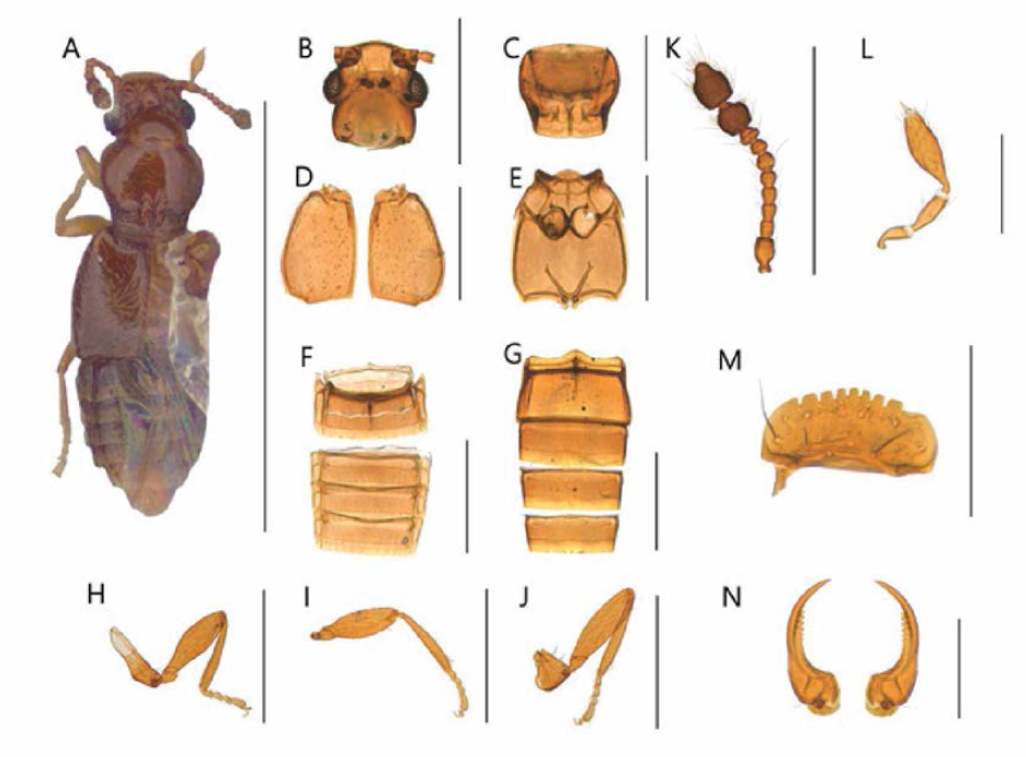 Edaphus n. sp. 3