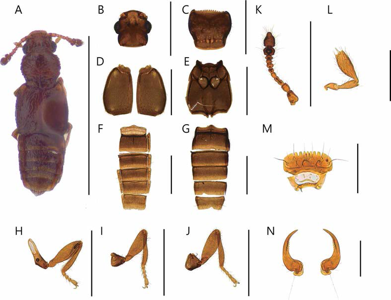 Edaphus n. sp. 5