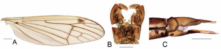Hexatorma (Eriocera) gifuensis