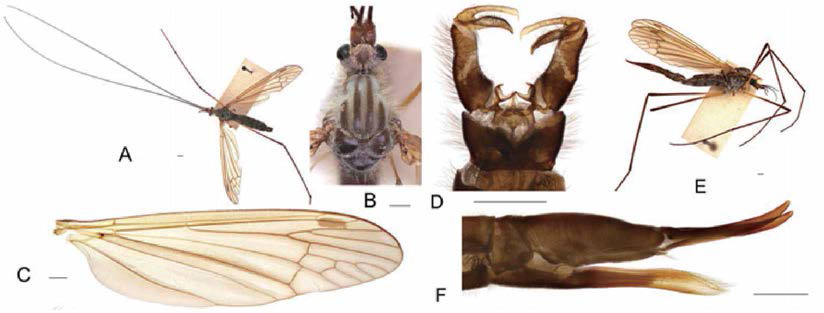 Hexatoma (Eriocera) serenensis n. sp