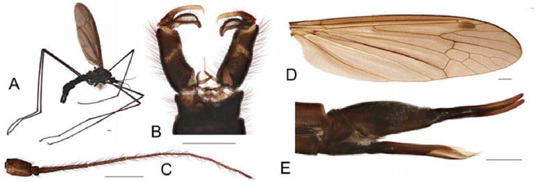 Hexatoma (Eriocera) pianigra n. sp