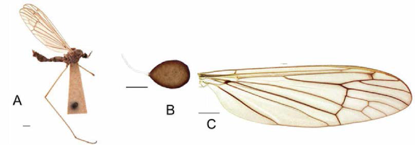 Hexatoma (Eriocera) stackelbergi