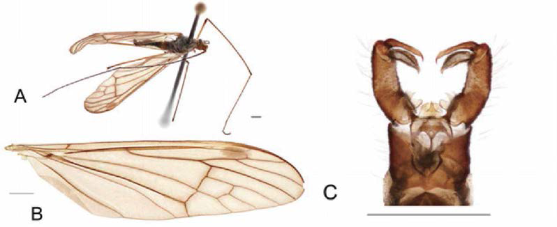 Hexatoma (Eriocera) ussuriensis