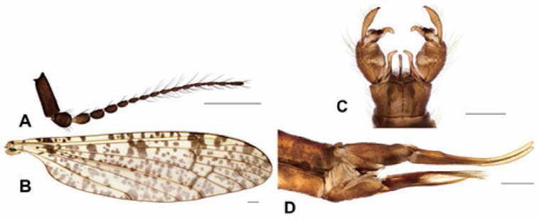 Limnophila (Limnophila) japonica