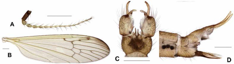 Phylidorea (Phylidorea) melanommata