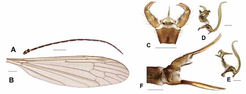 Pilaria melanota