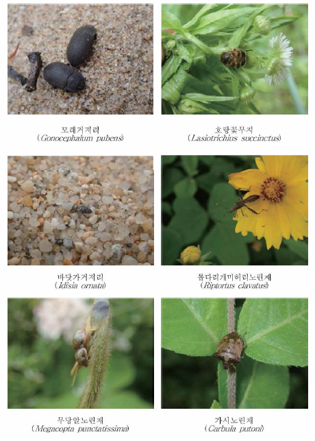 주요 곤충류 사진