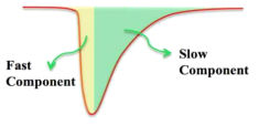 측정되는 펄스에서 고속 성분(fast component)과 저속 성분(slow component)의 구분