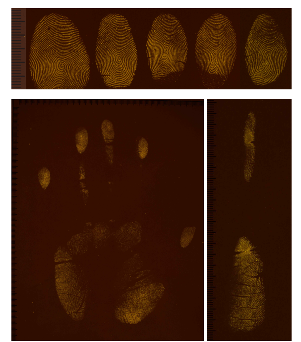 1,2-IND의 적용 및 광발광 방식으로 현출된 표준 지문시료(반다공성)