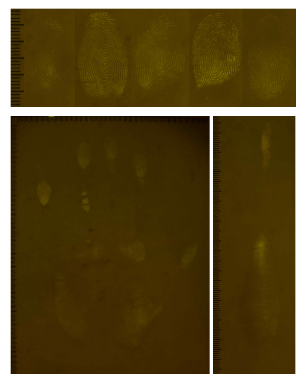 CA Fuming+BY40의 적용 및 광발광 방식으로 현출된 표준 지문시료(비다공성)