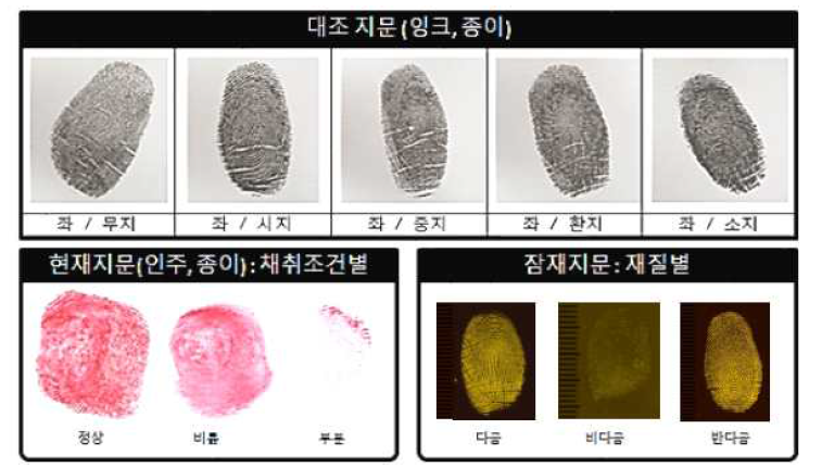 표준 지문시료 제작 예시