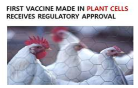 식물세포 생산 닭 뉴캐슬병 백신