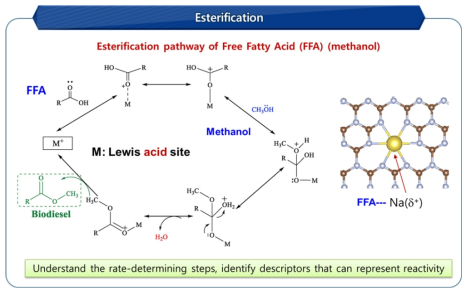 유리지방산의 에스테르화 반응 메커니즘