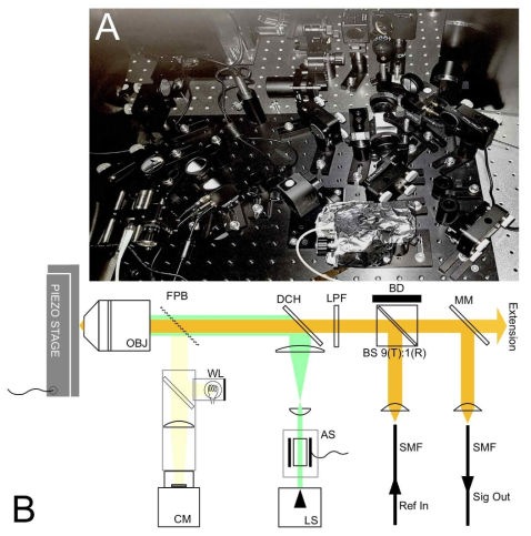 구축한 공초점 현미경 사진(A)와 그 도식도(B). OBJ : 대물렌즈, FPB : 플립 가능한 펠리클 빔-스플리터(beam splitter), DCH : 다이크로익(dichroic) 빔-스플리터, LPF : 장파장 투과 필터, BS : 빔-스플리터, BD : 빔-덤프, MM : 전동 플립 거울, SMF : 단일모드 광섬유, WL : 백색광 소스, CM : 카메라, LS : 레이저 펌프 소스, AS : 파워 안정기, Ref In : 기준-빔 입력 통로로 쓰이는 단일모드 광섬유, Sig Out : 광자 신호 추출로 쓰이는 단일 모드 광섬유.
