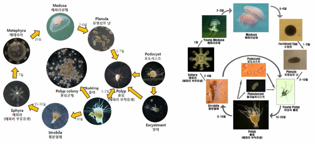 Life cycle of Aurelia coerulea (left) and Nemopilema nomurai (right)