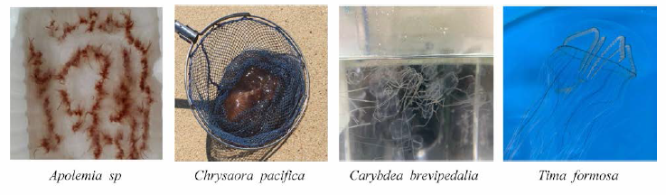 Toxic jellyfish species in Gangwon and Gyeongsangbuk provinces