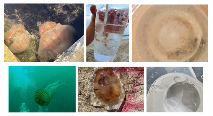 6 species of toxic jellyfish reported by mobile web report