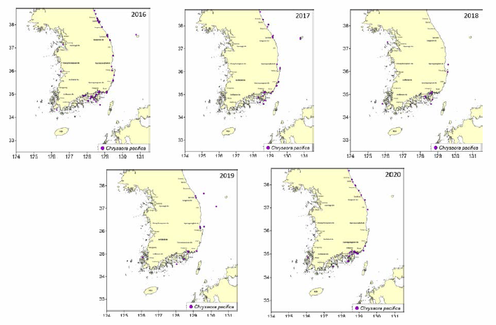 Yearly distribution of Chrysaora pacifica during 2016〜 2020