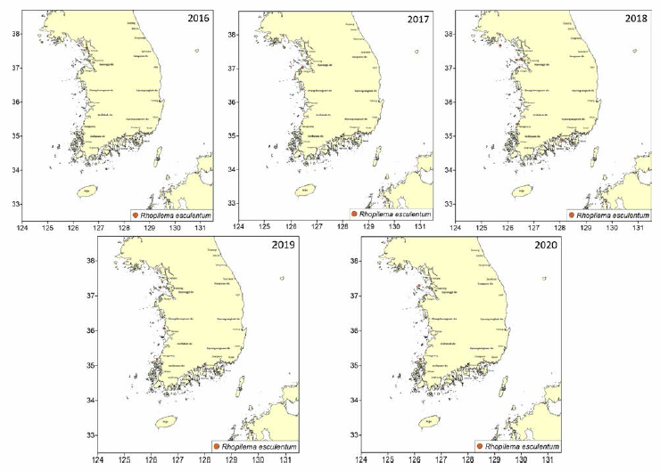 Yearly distribution of Rhopilema esculentum during 2016-2020