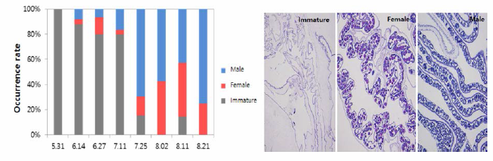 Sex ratio during survey period (left) and maturity (right) of R. esculentum