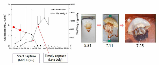 Capture timing according to growth of R. esculentum