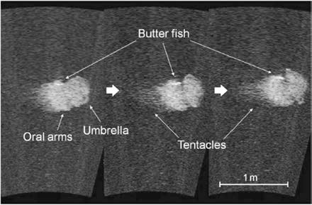 Jellyfish and fish image using acoustic camera